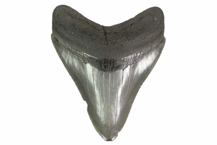 3.42" Fossil Megalodon Tooth - Serrated Blade